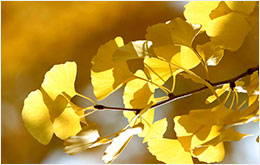 은행나무 Ginkgo Tree