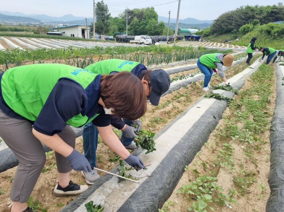 증평읍 지역사회보장협의체, 고구마 지원 사업 및 복지위기가구 발굴 캠페인 실시