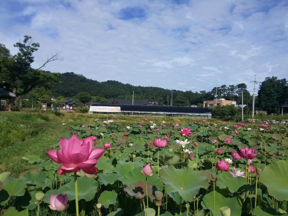 올해도 기대되는 연꽃