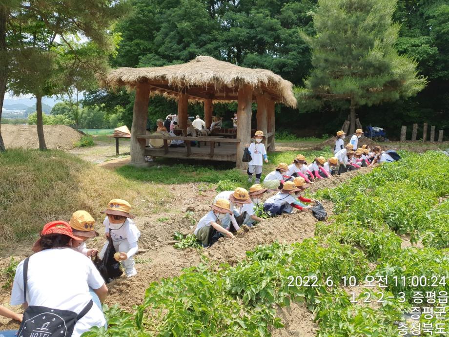 박물관 농경문화체험-감자캐기