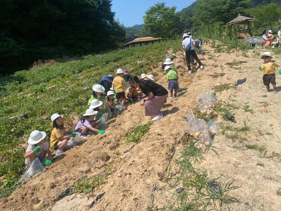 농경문화체험(감자캐기)