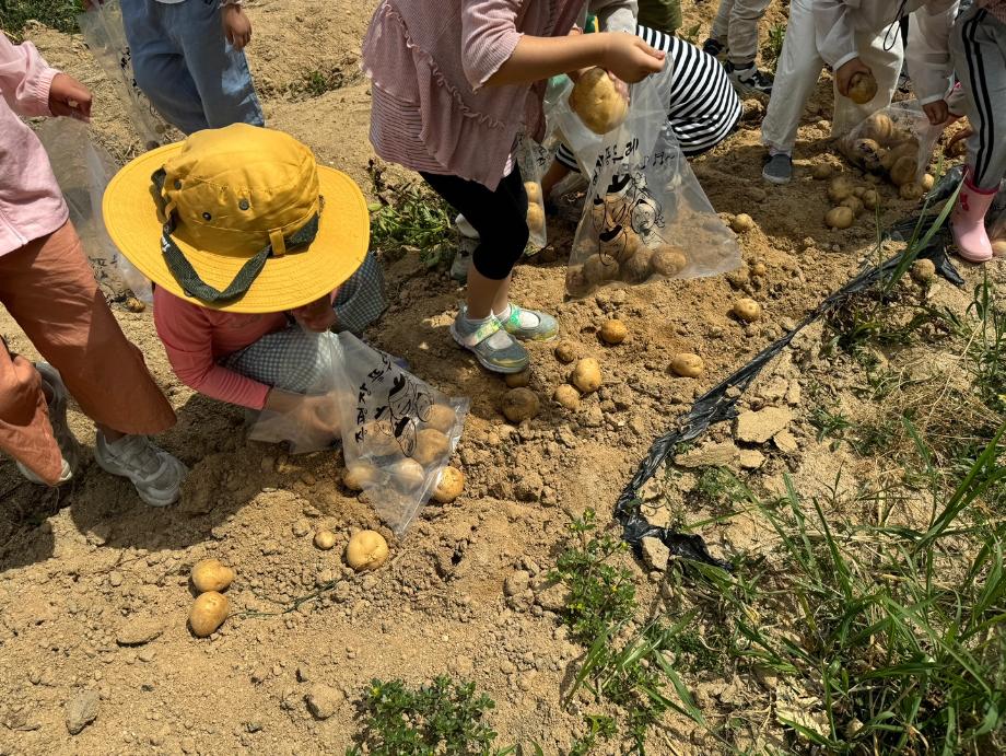 농경문화체험(감자캐기)