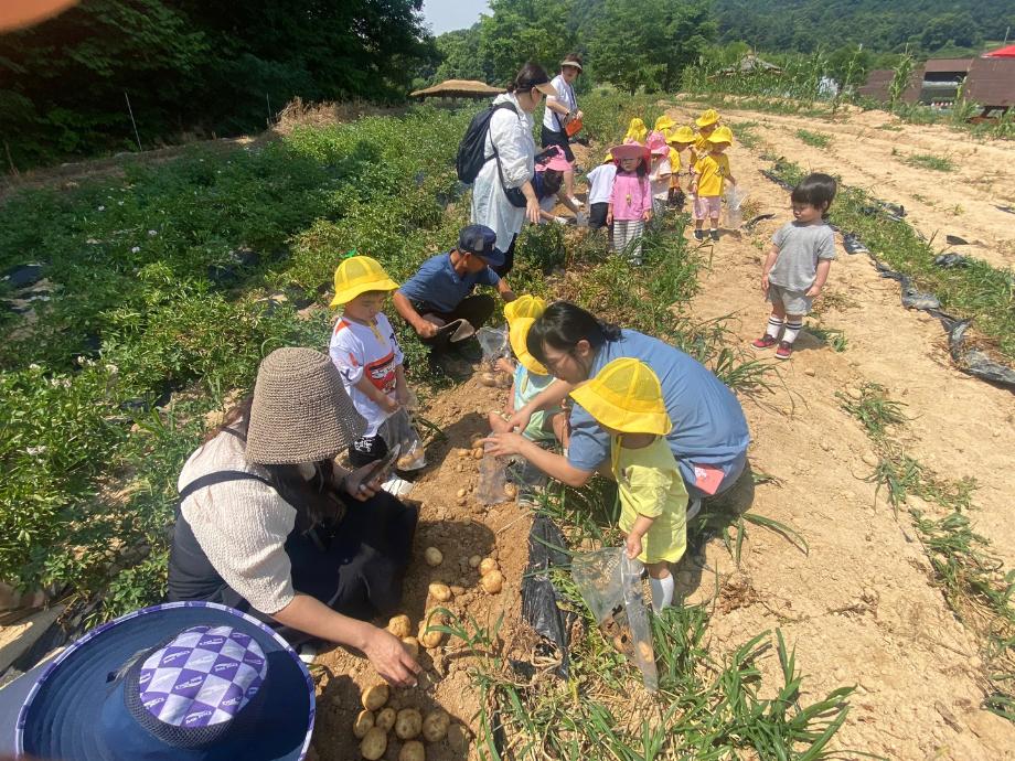 농경문화체험(감자캐기)