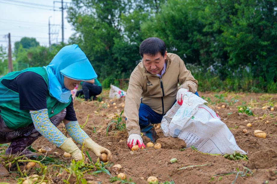 직장 새마을협의회 감자캐기