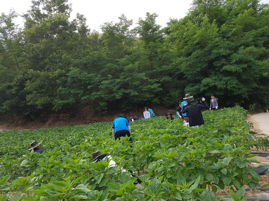 증평군 공무원, 농가 일손 도우며 구슬땀