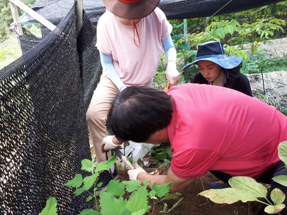 증평인삼골축제에서 판매 될 증평인삼‘안전성 100%’