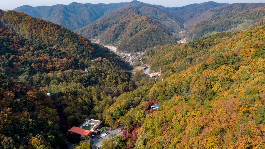 증평 좌구산휴양랜드 울긋불긋 가을 단풍물결 절정