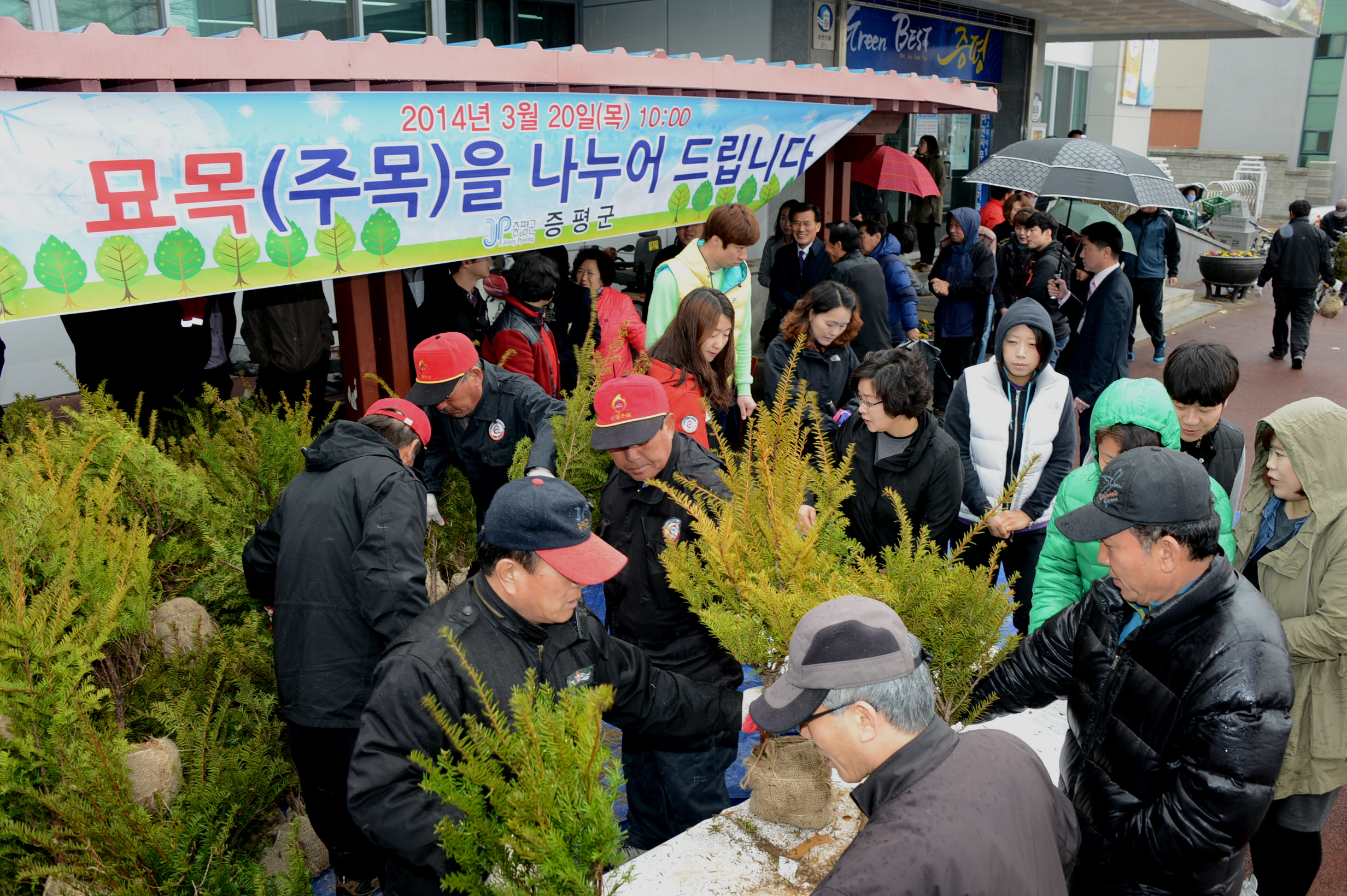 묘목(주목) 나누어주기 행사 가져