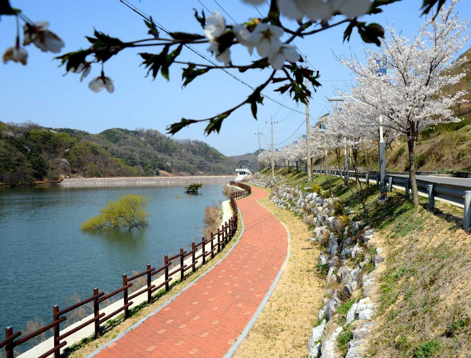 율리 삼기저수지의 벗꼿길