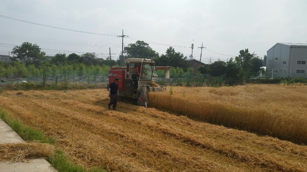 농촌지도자증평읍연합회, 공동과제포에서 보리 1000kg 수확